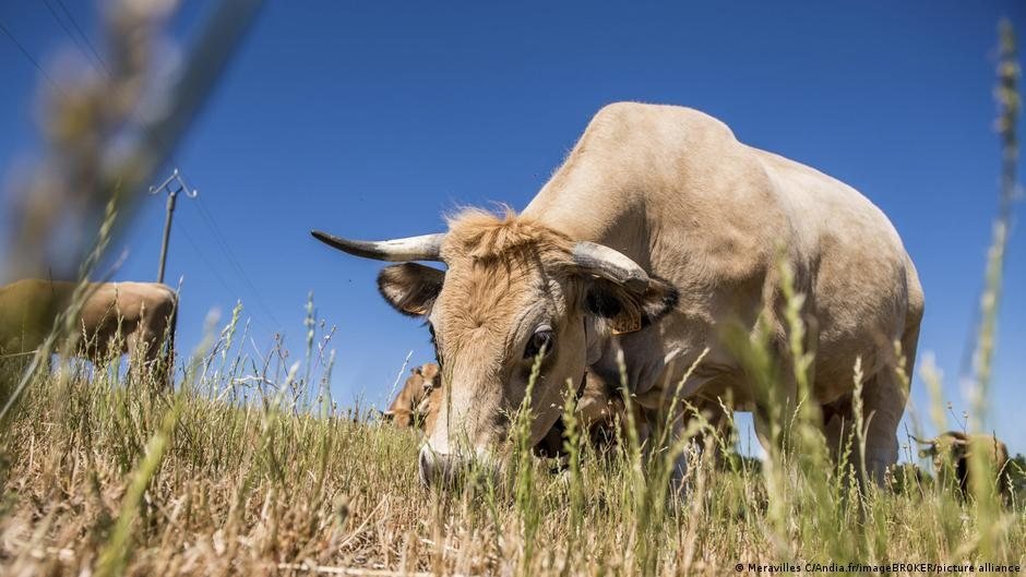 Una vaca de color claro pastando en un campo bajo un cielo azul despejado
