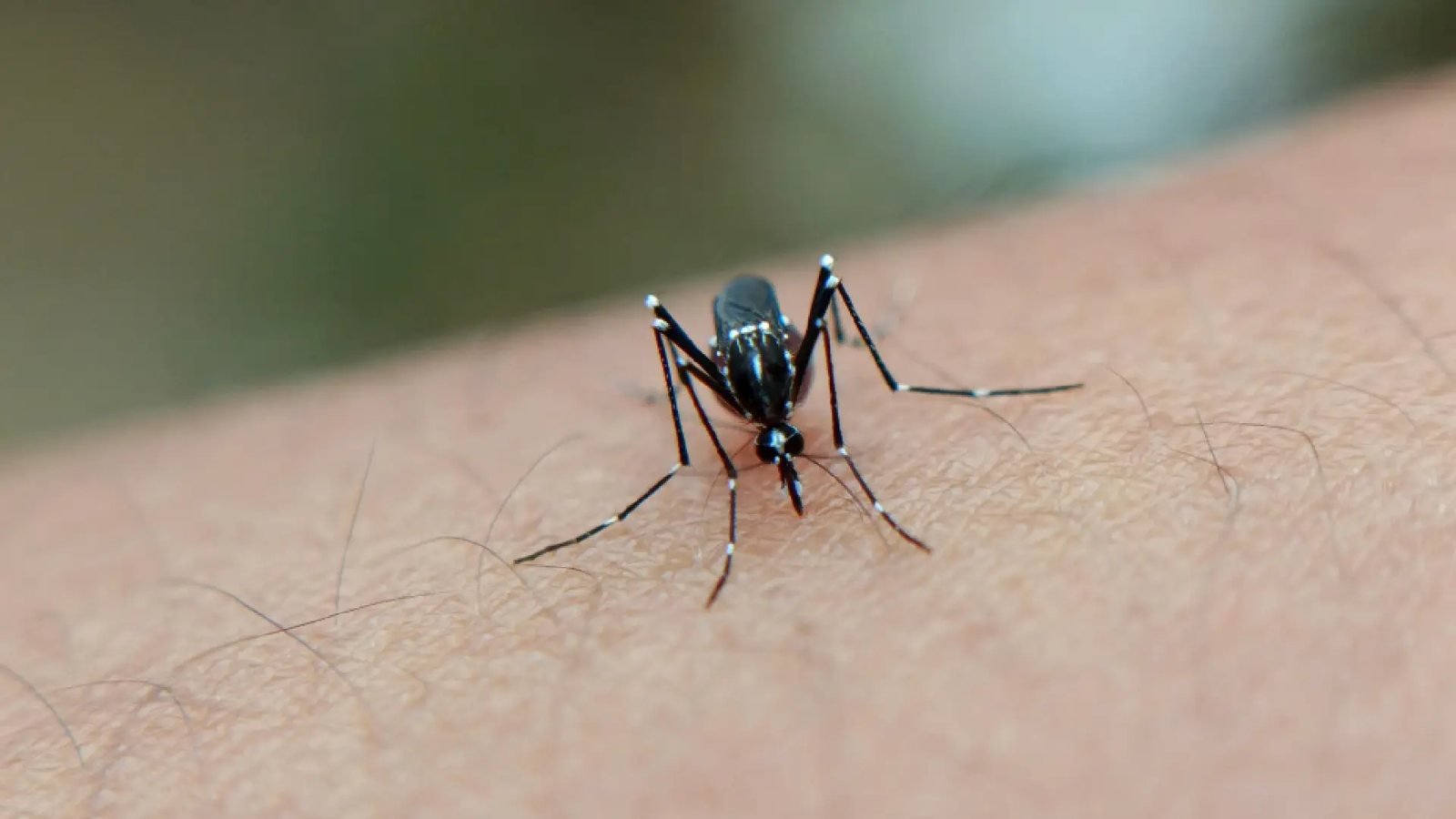 Primer plano de un mosquito Aedes aegypti sobre la piel de una persona