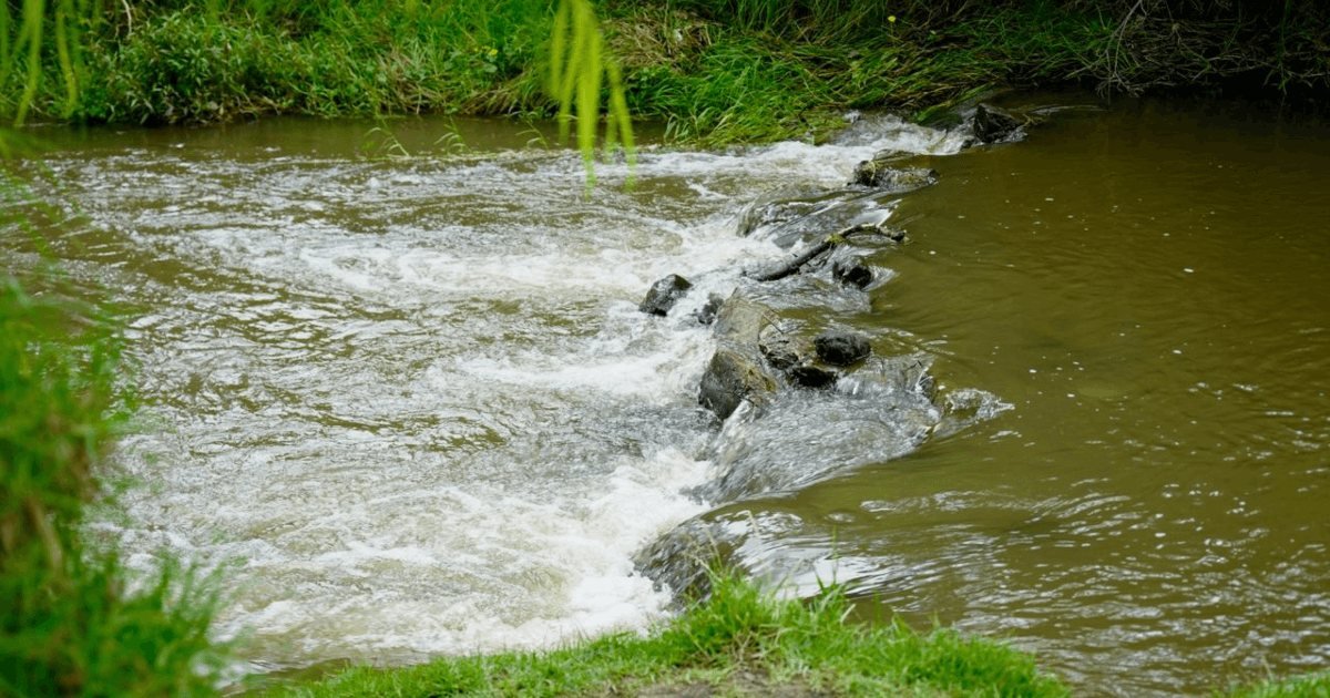 Un río de aguas rápidas fluye sobre rocas entre vegetación verde.